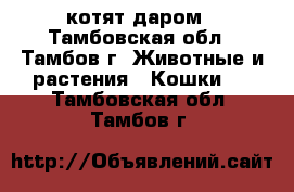 5 котят даром - Тамбовская обл., Тамбов г. Животные и растения » Кошки   . Тамбовская обл.,Тамбов г.